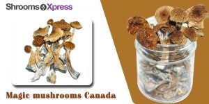 Top 10 amazing facts about magic mushrooms