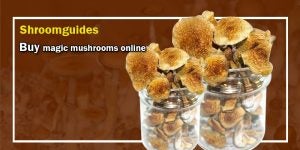 How Magic Mushroom is Different & Better Than LSD