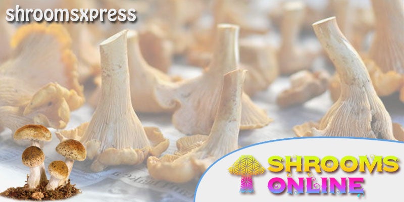 How to identify different magic mushroom species?