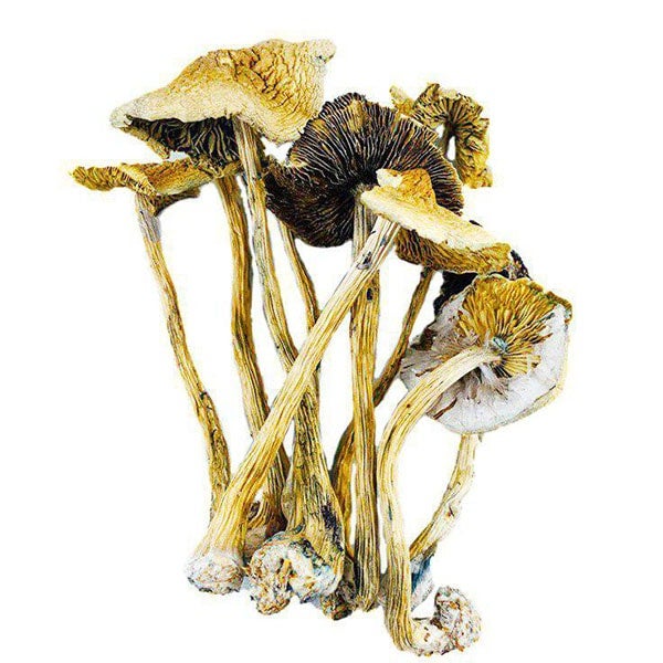 Golden Emperor Mushrooms 2
