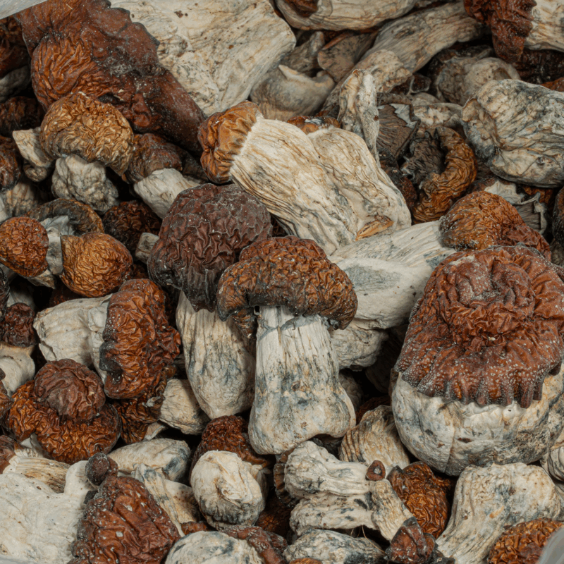 Blue Polaski Mushrooms - Image 4