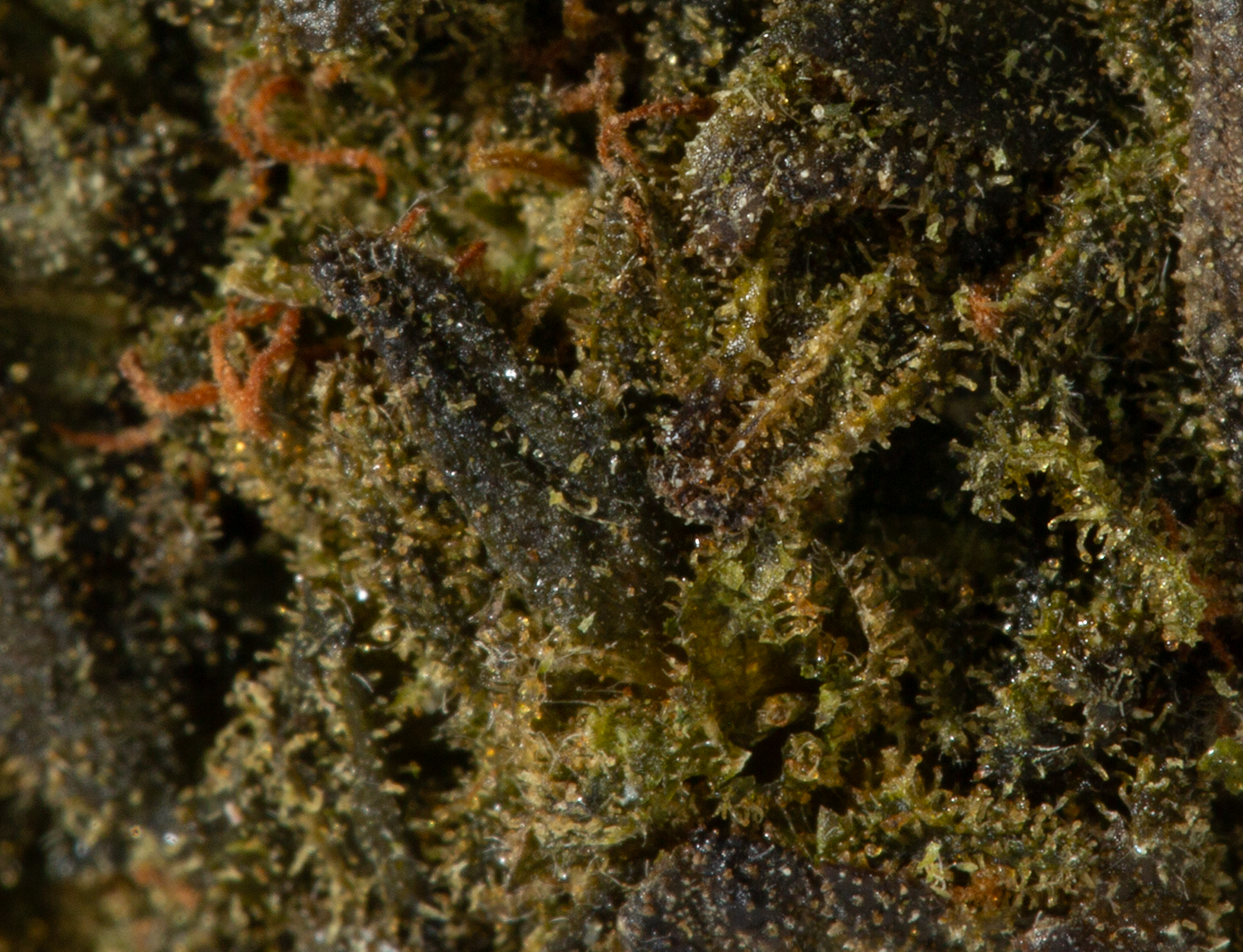 Early Bird (Budget) - Image 5