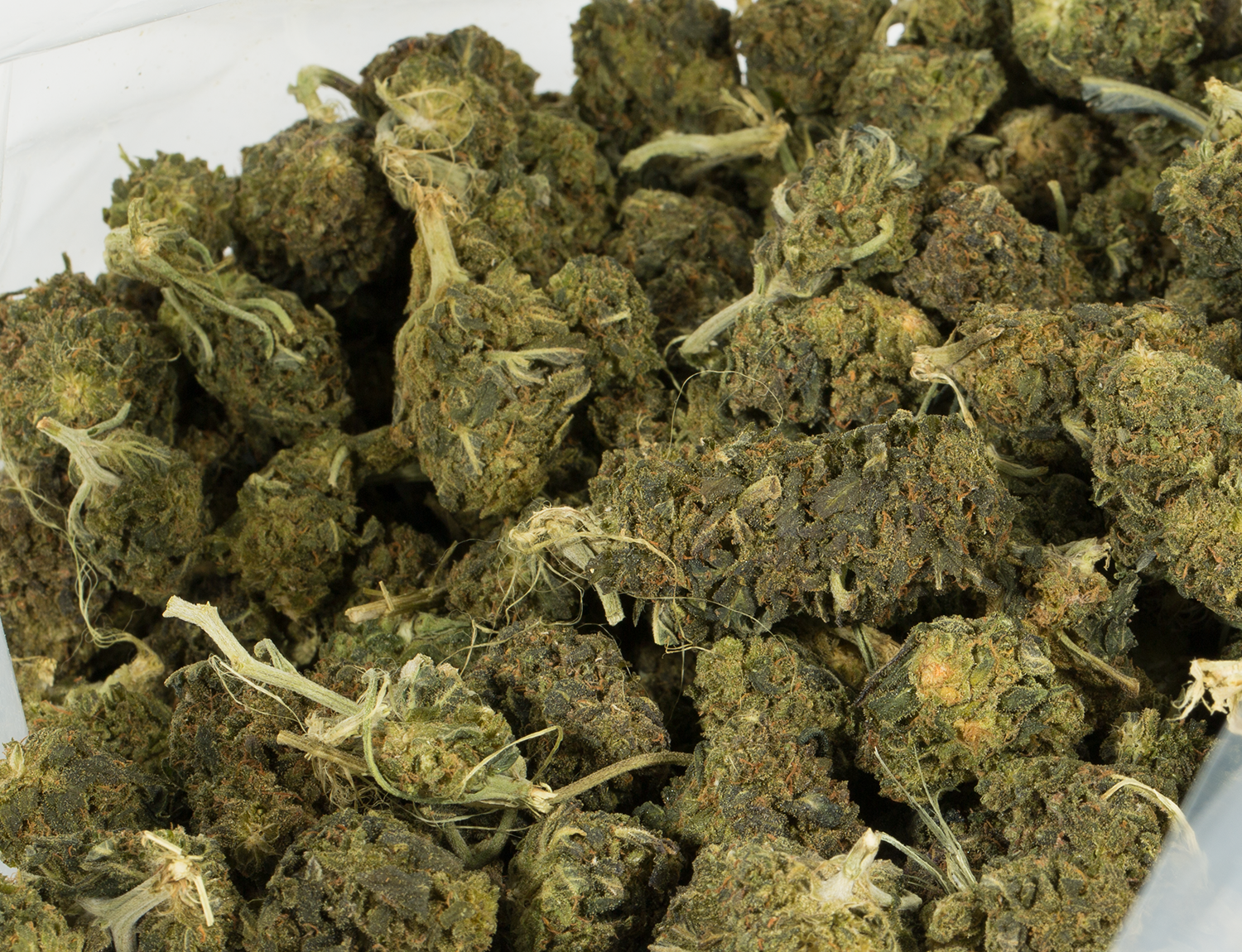 Early Bird (Budget) - Image 4