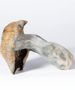 Code Blue Mushrooms