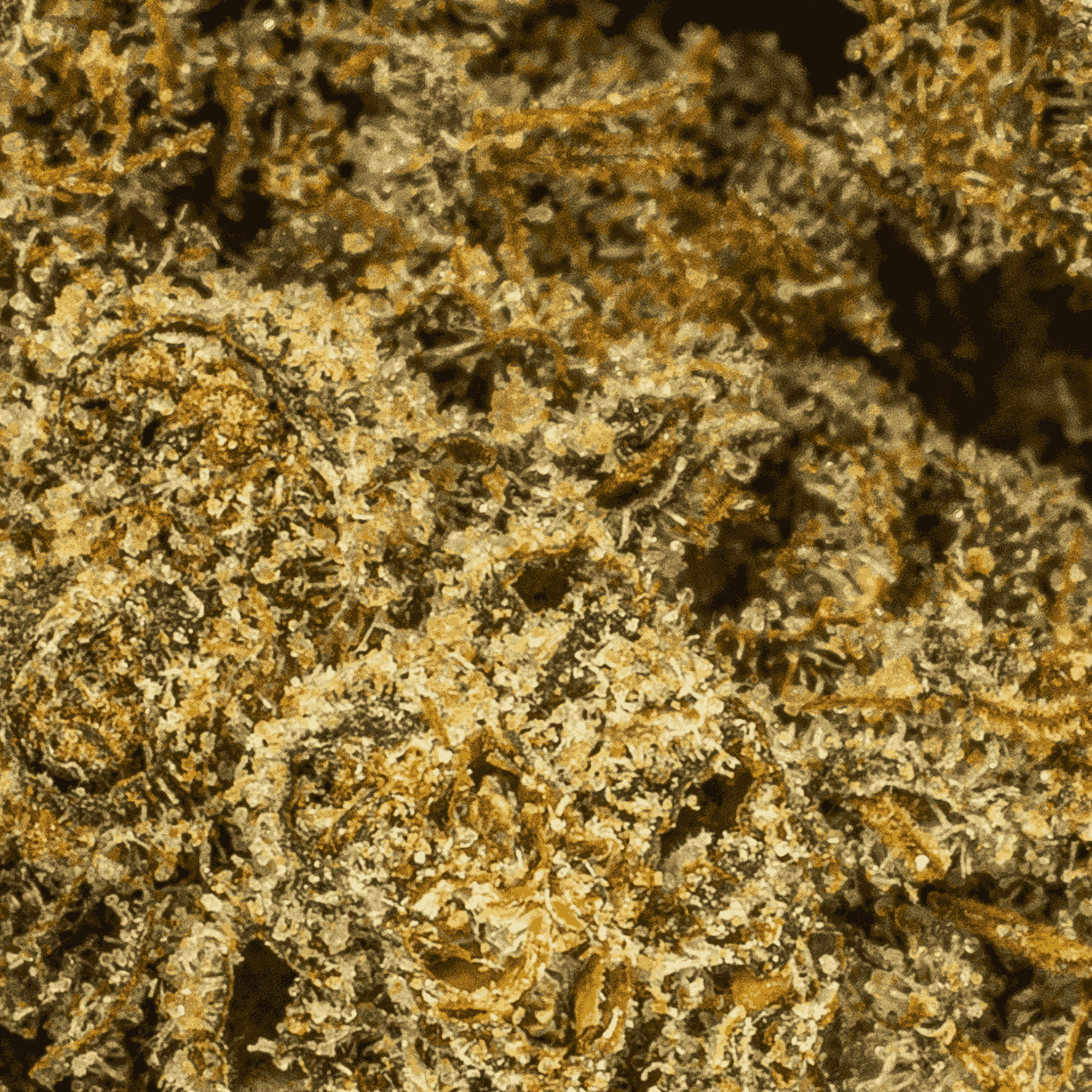 Peach Crescendo (AA+) - Image 5