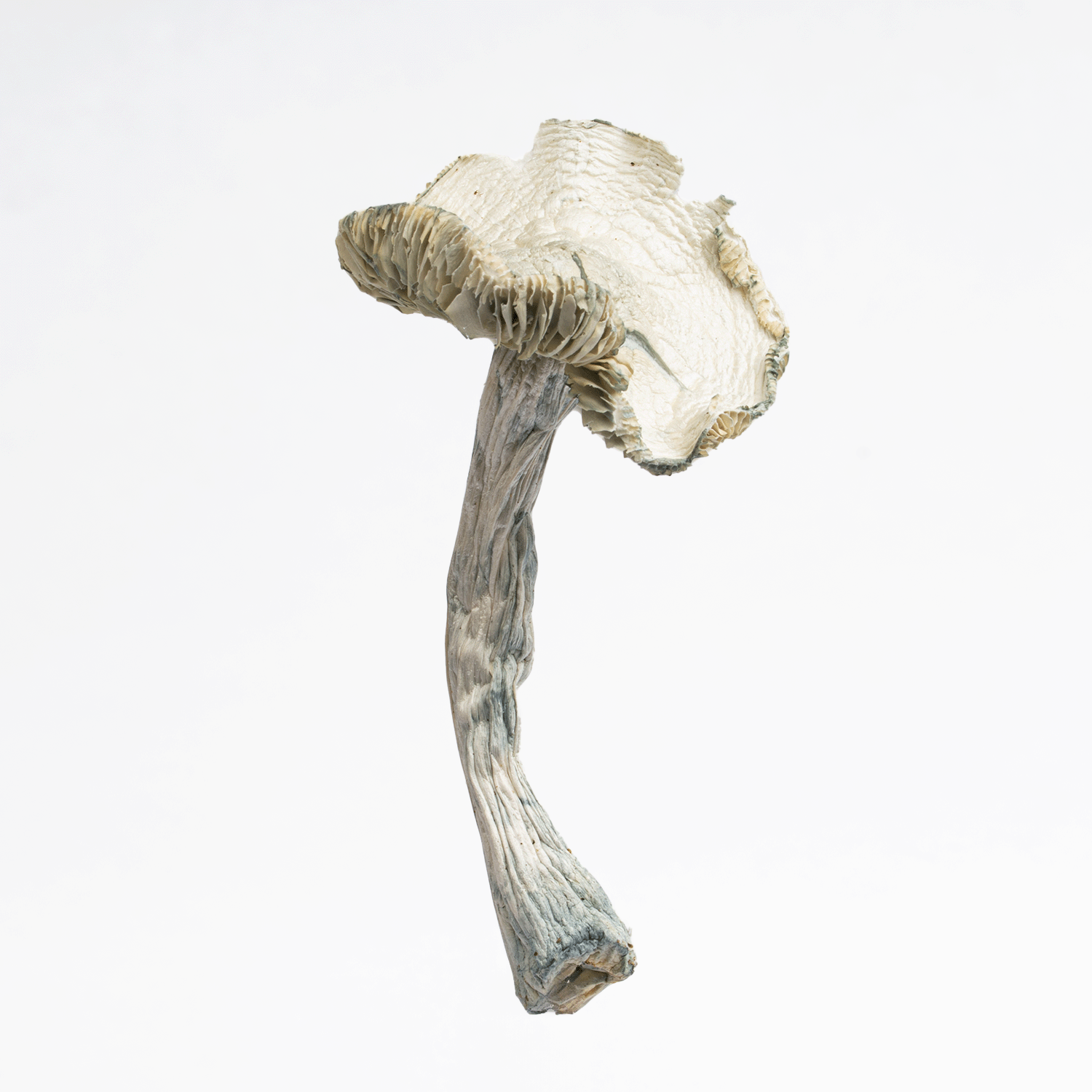 Treasure Coast Albino Mushrooms - Image 3