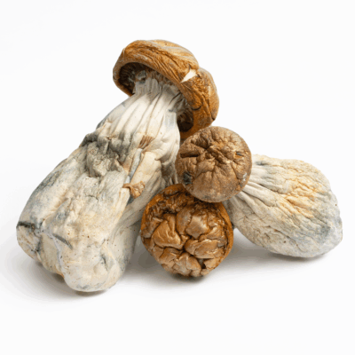 Golden Mammoth Mushrooms