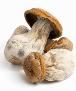 King Kong Mushrooms
