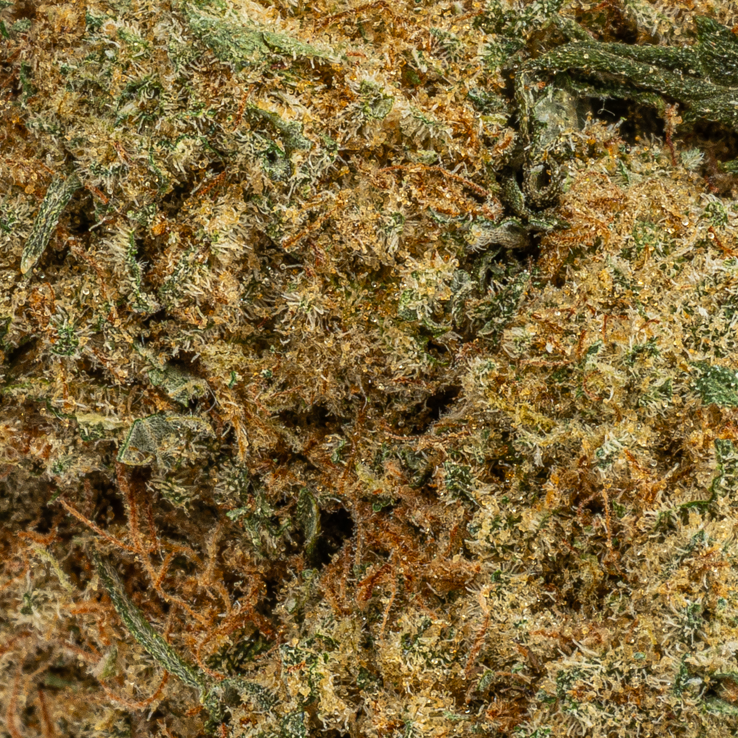 Silky Johnson (AAA+) - Image 2