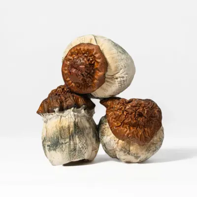 Texas Yellow Caps Mushrooms