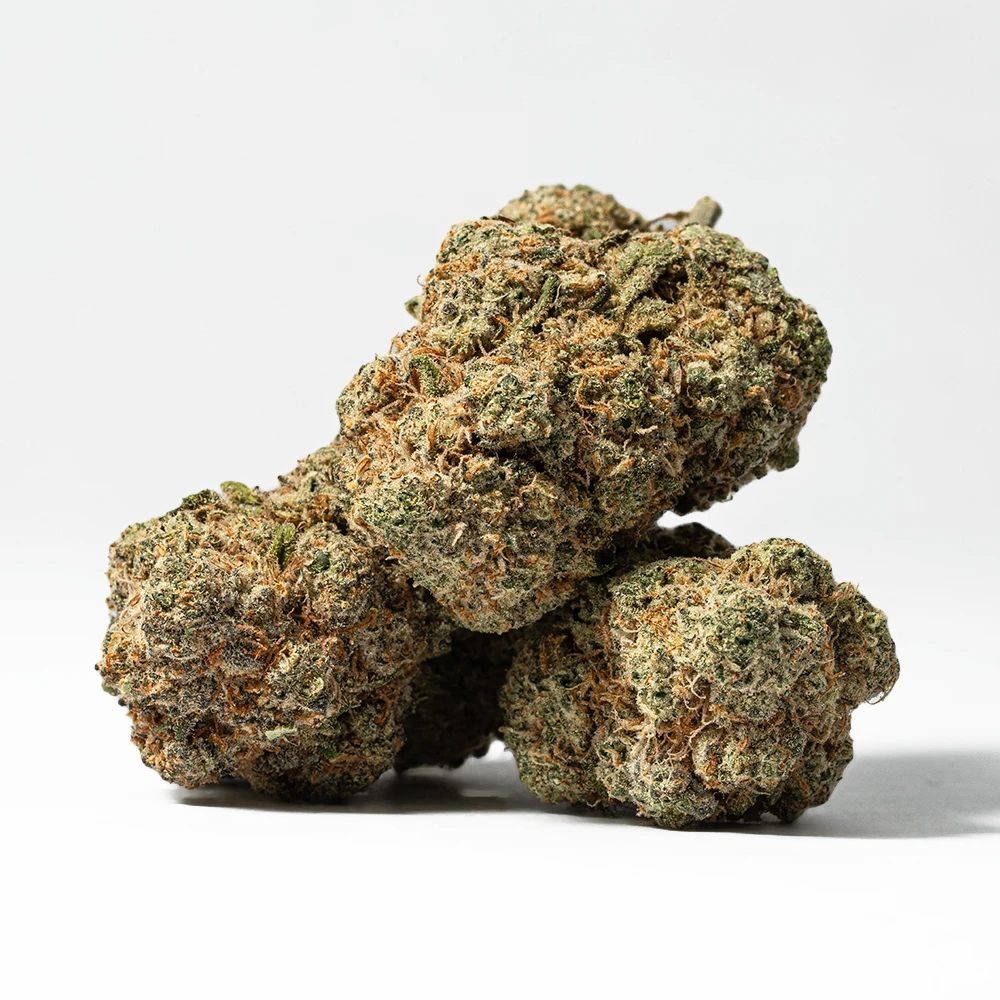 Harlequin (AAA) - Image 2