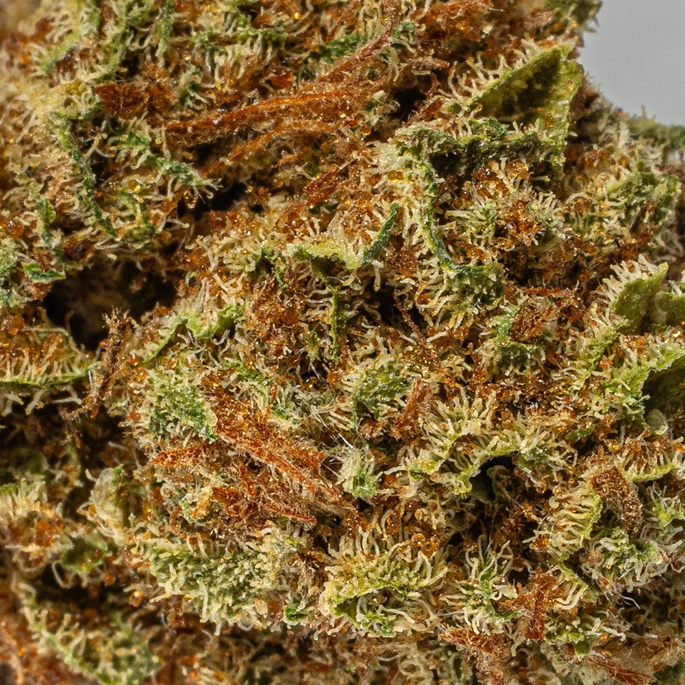 Raspberry Parfait Smalls (AA) - Image 5