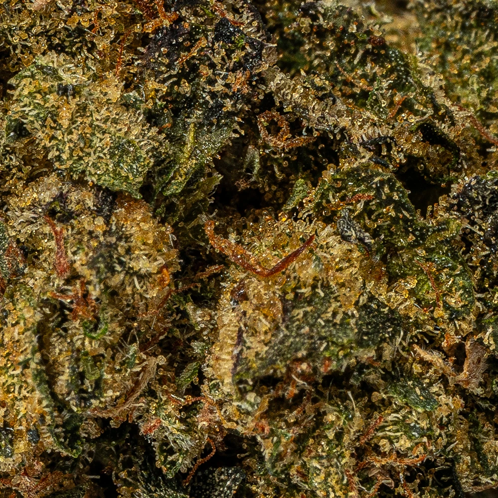 Tuna Kush Smalls (AAAA) - Image 5