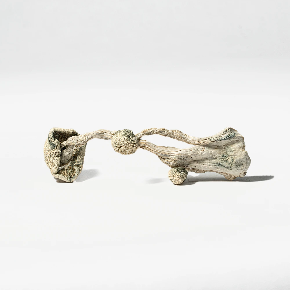 Albino Penis Envy (A.P.E) Mushrooms - Image 2