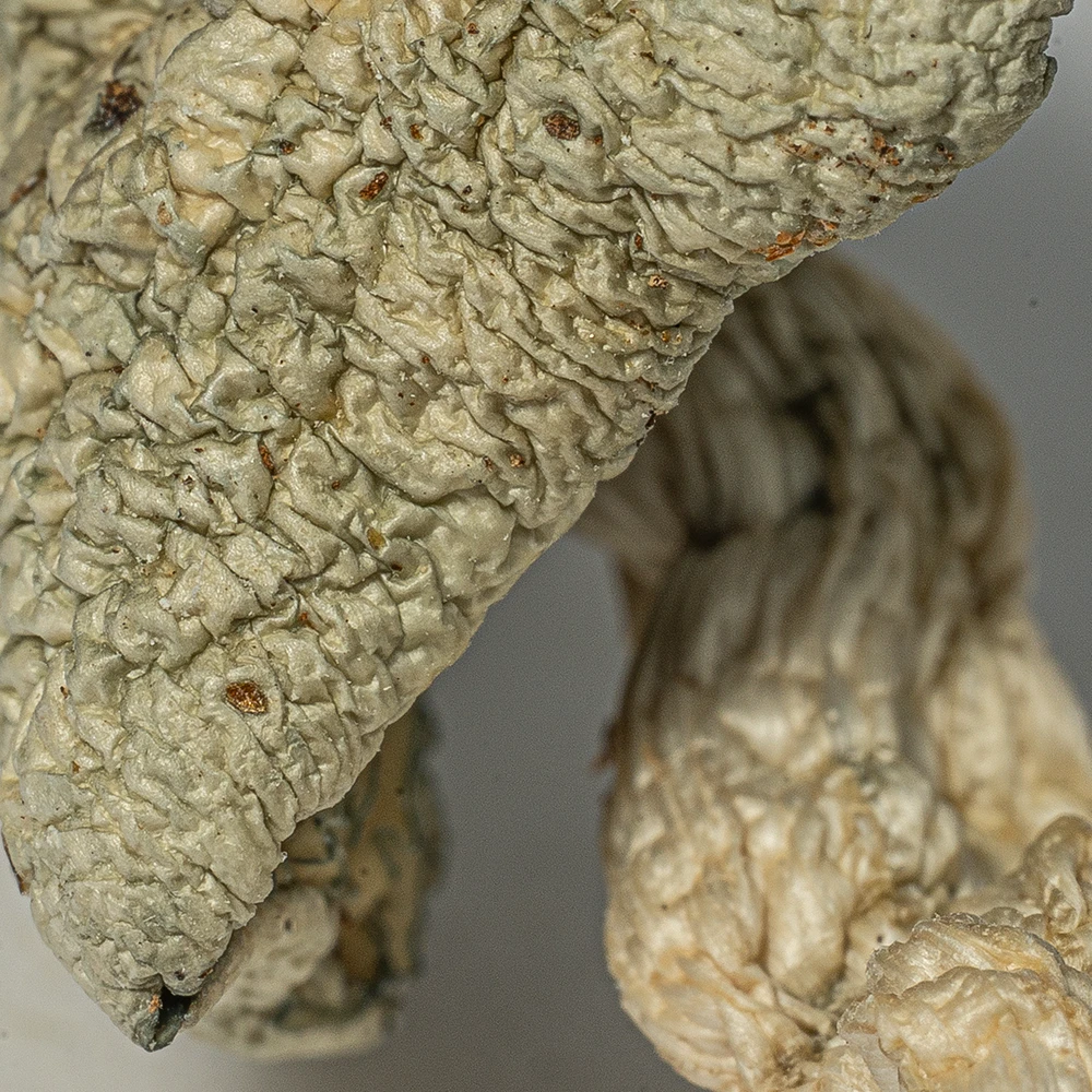 Albino Penis Envy (A.P.E) Mushrooms - Image 4