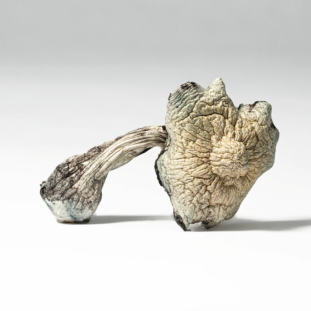 Golden Teacher Mushrooms - Image 2