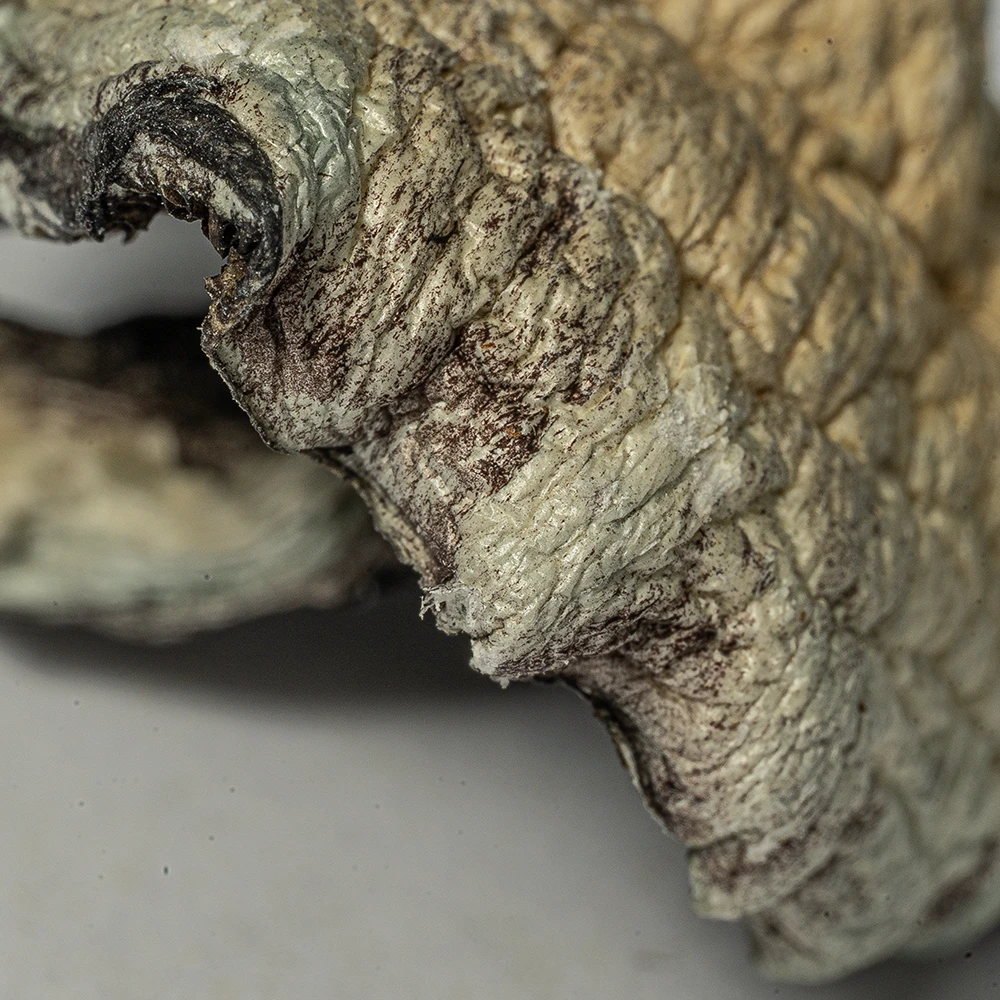 Golden Teacher Mushrooms - Image 5