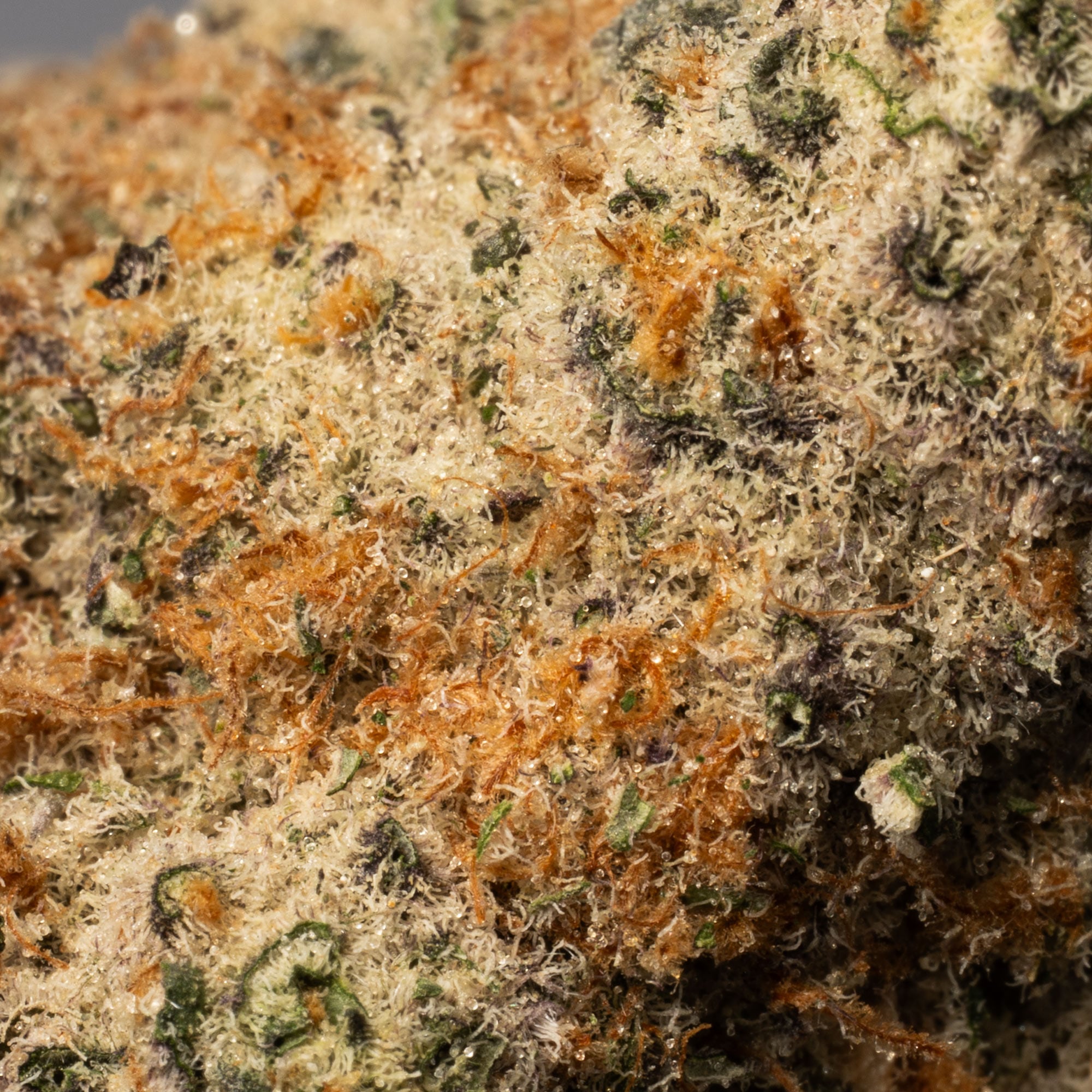 French Toast (AAA) - Image 5