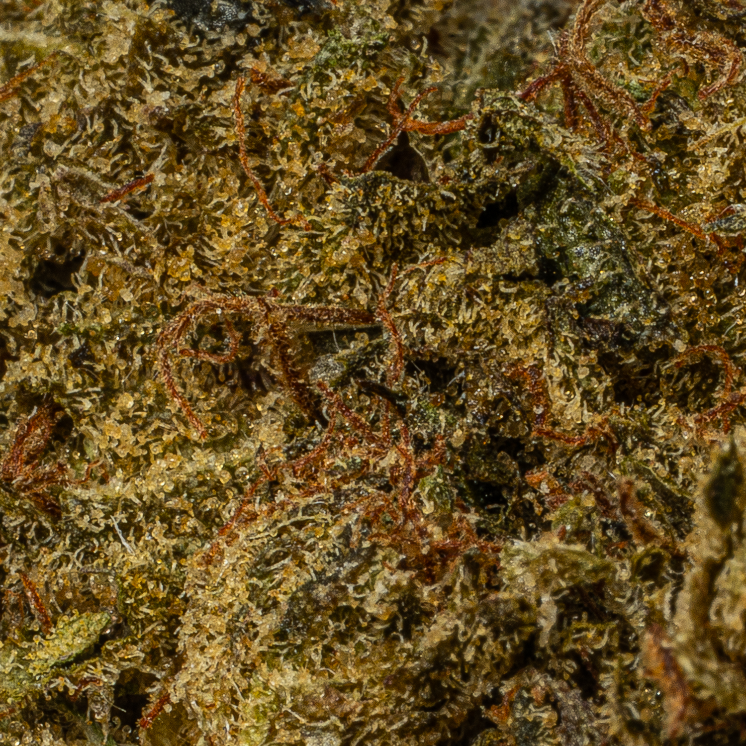 Black Jesus (AA) - Image 4