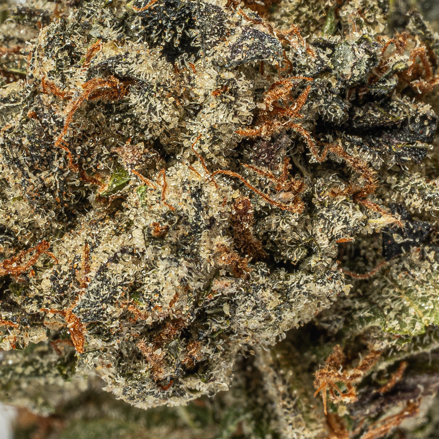 El Chivo (AA+) - Image 4