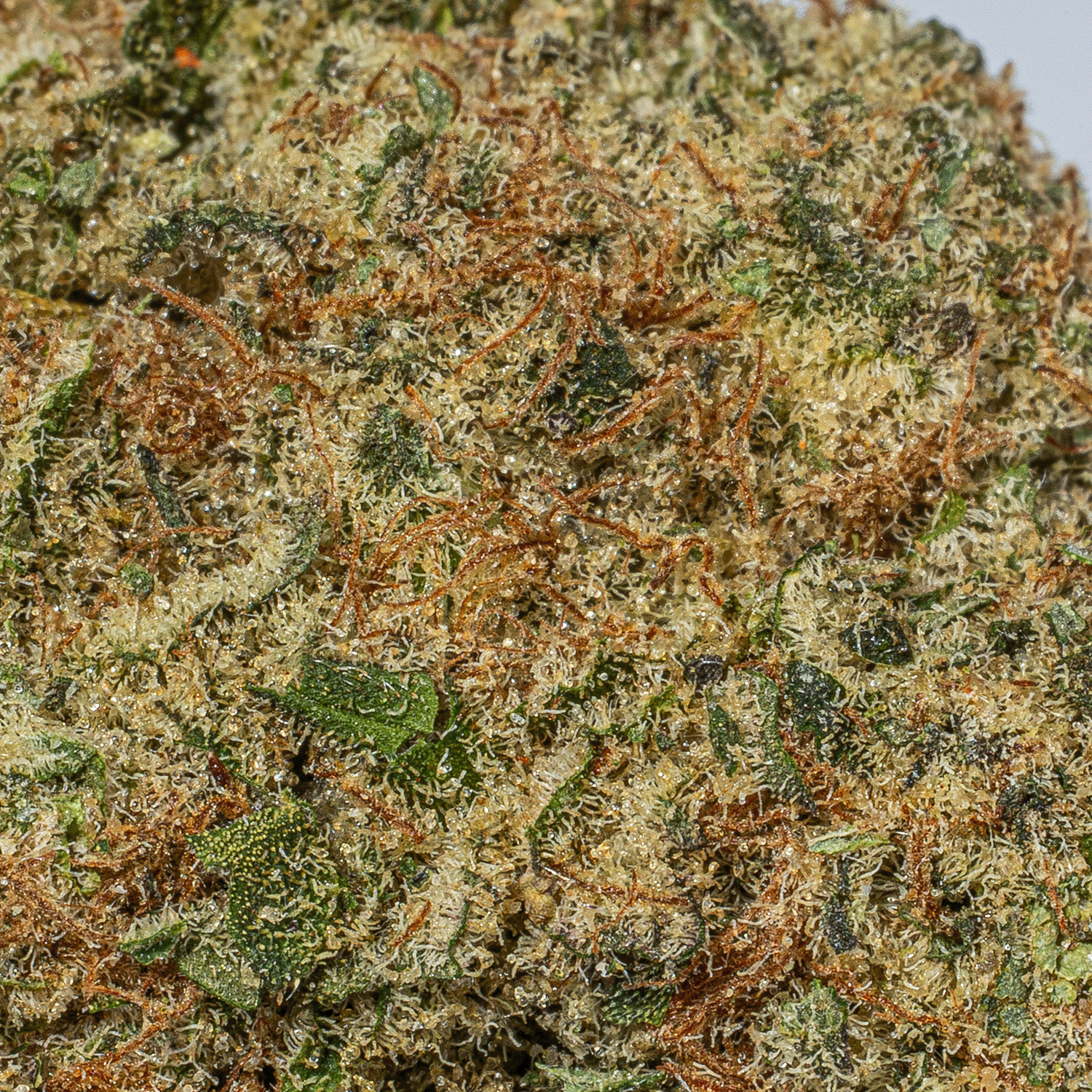 Purple Punch (AA) - Image 4