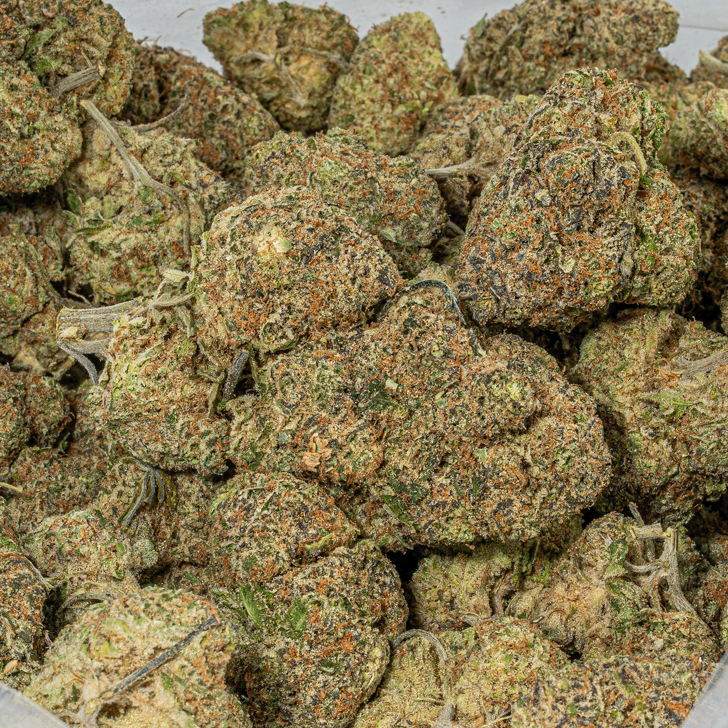 Purple Punch (AA) - Image 5