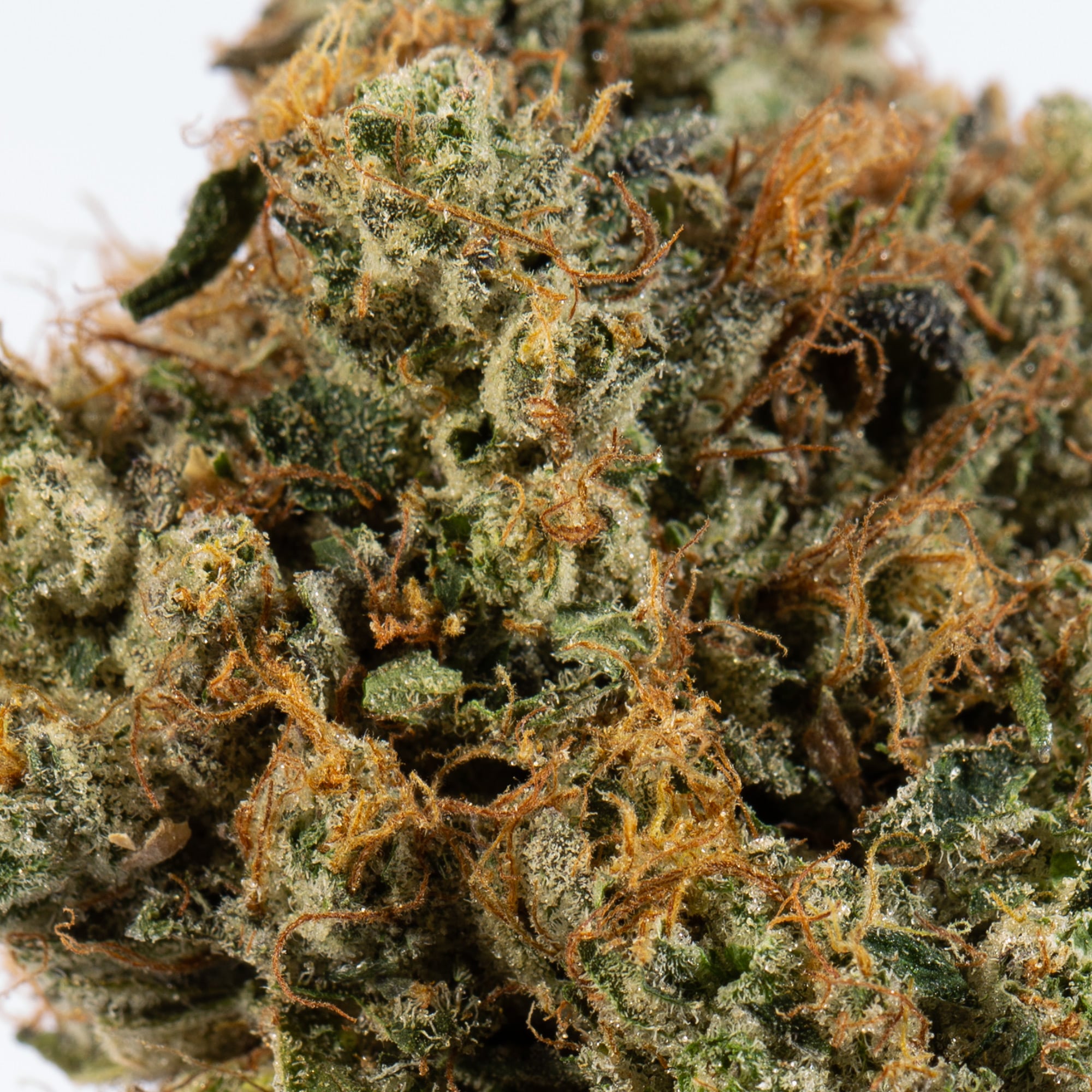 Primus OG (AAAA) - Image 4