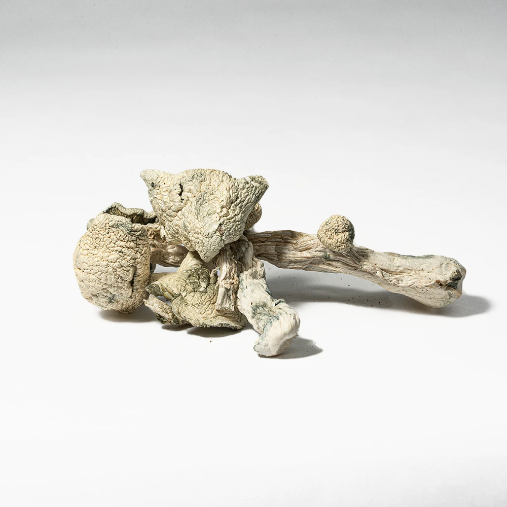 Albino Extraterrestrial Mushrooms