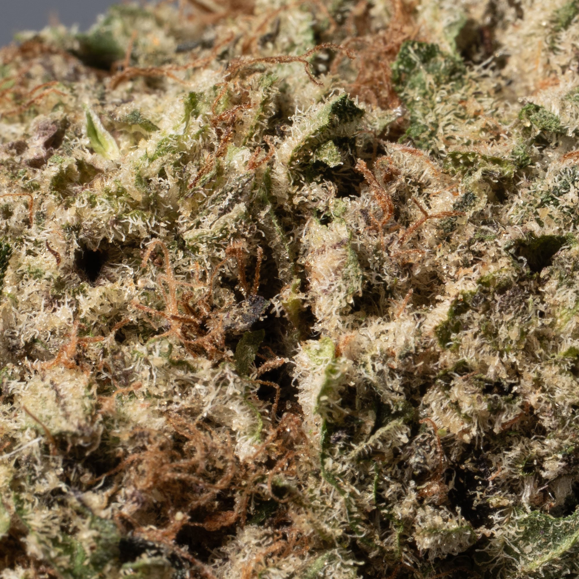 Dank Sinatra (AAA+) - Image 5