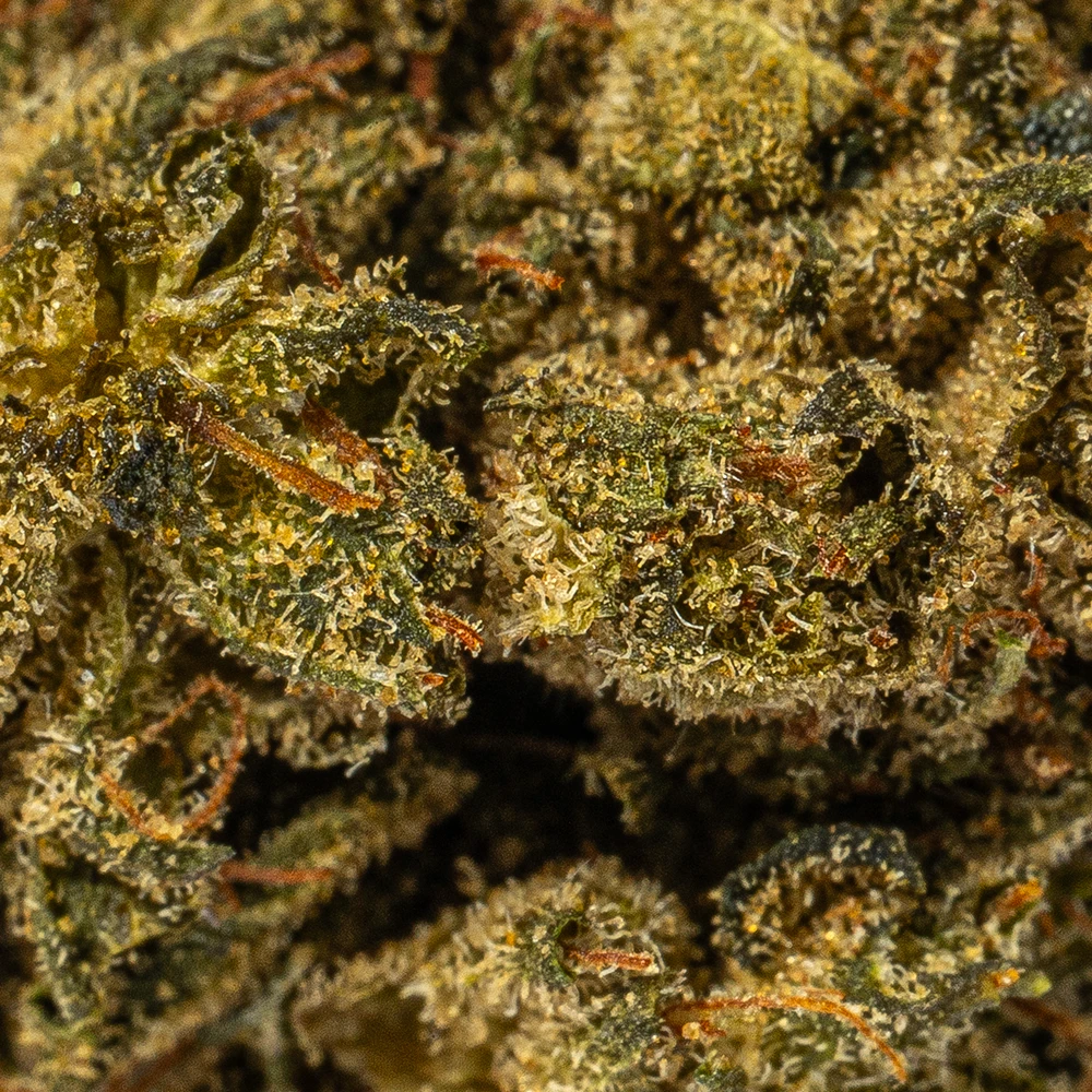 El Chapo Smalls (AA) - Image 4