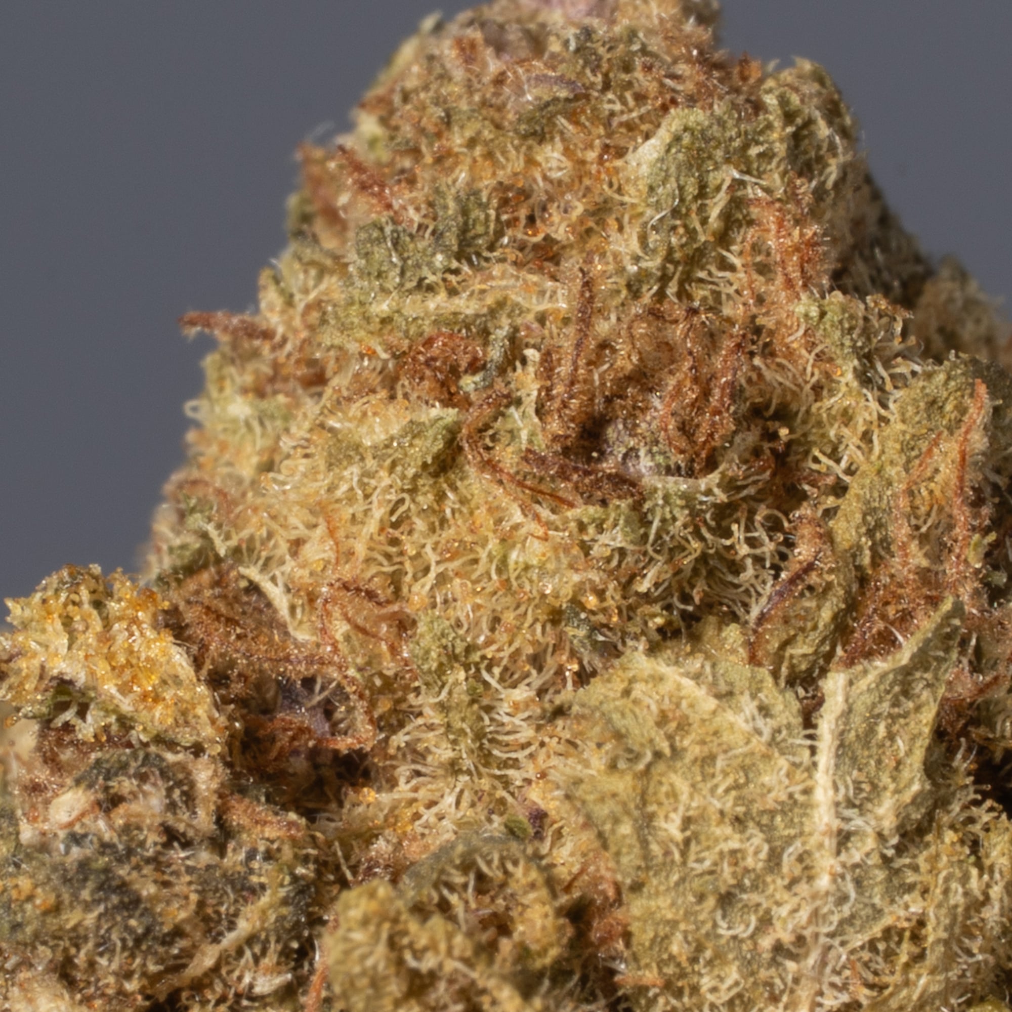 Shiva Skunk (A) - Image 4