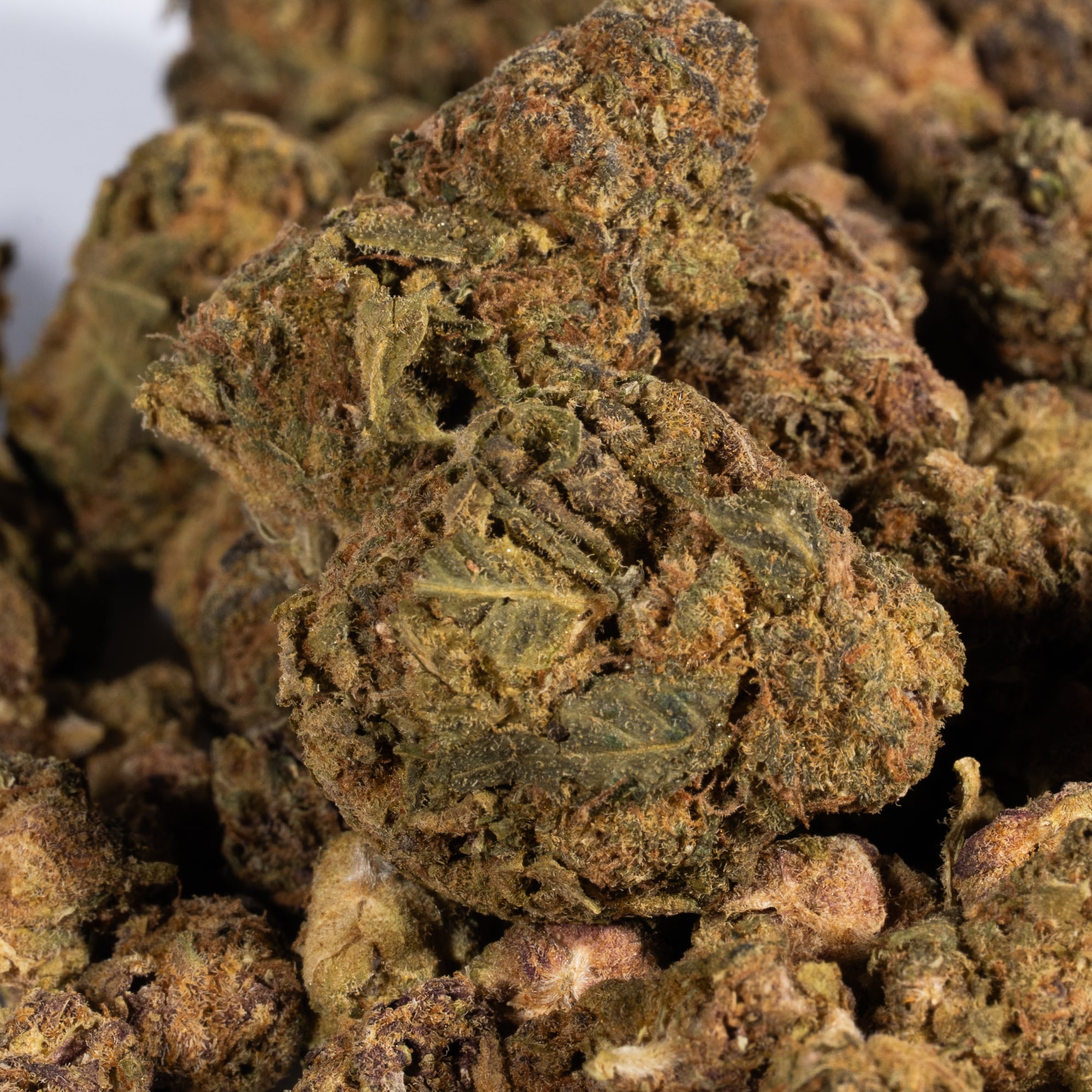 Shiva Skunk (A) - Image 5