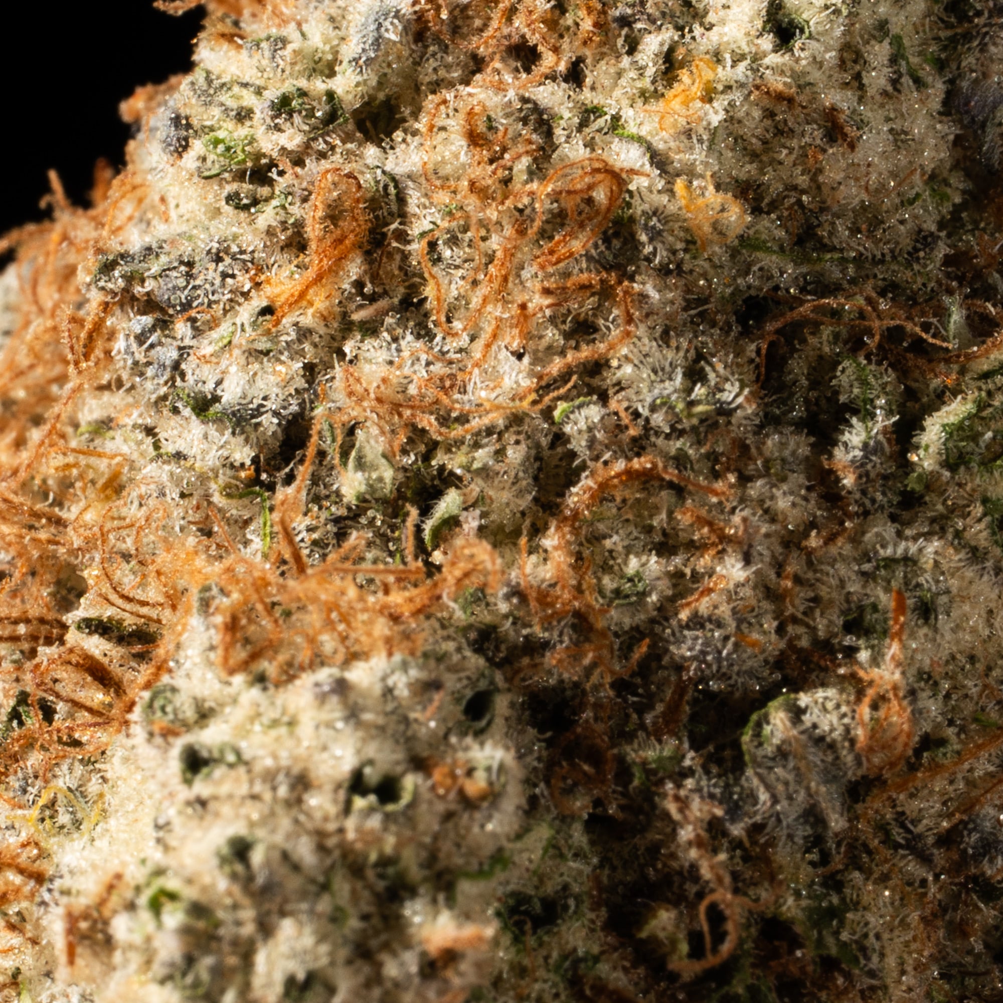 Tahoe OG (AAA) - Image 5