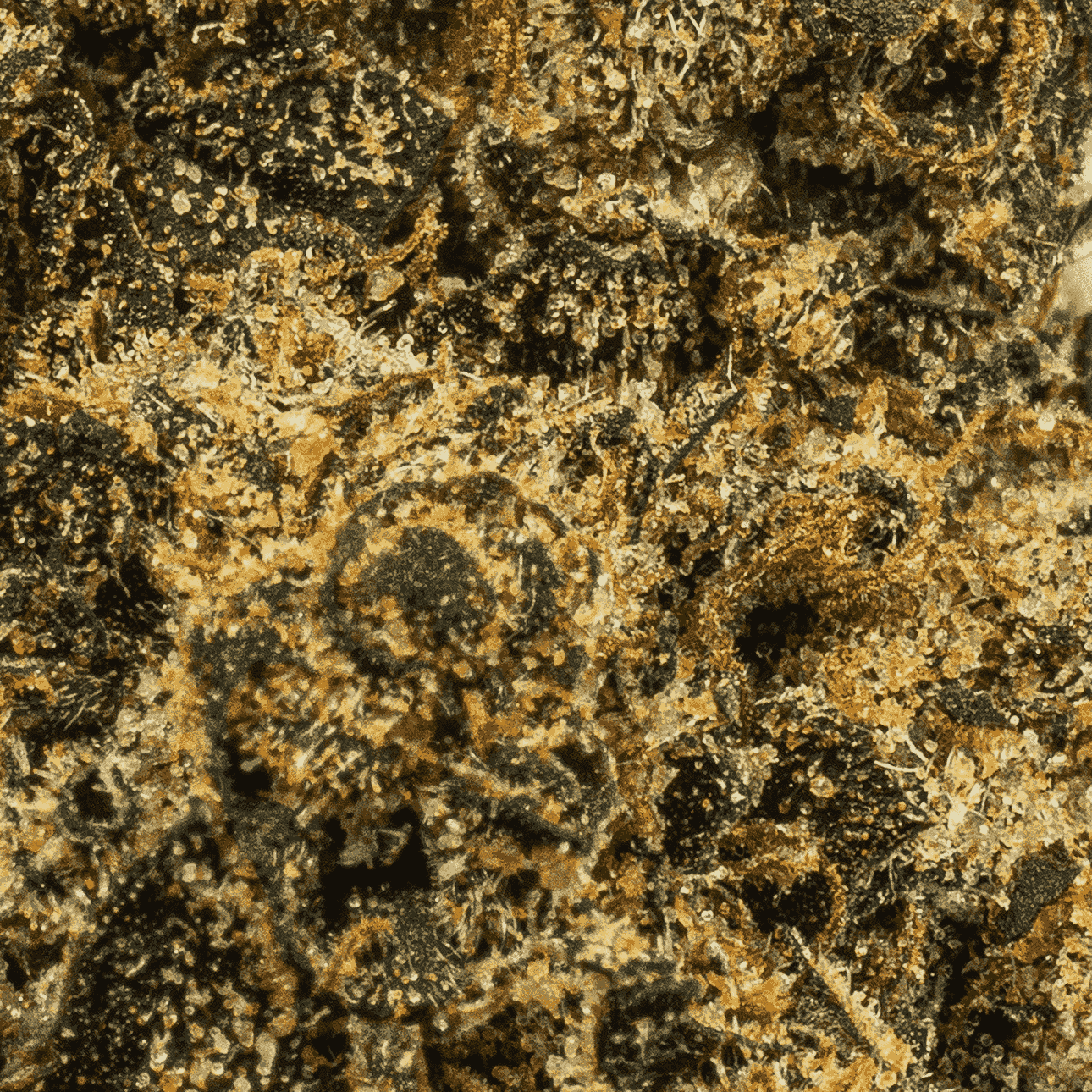 Blackout OG (AA+) - Image 5
