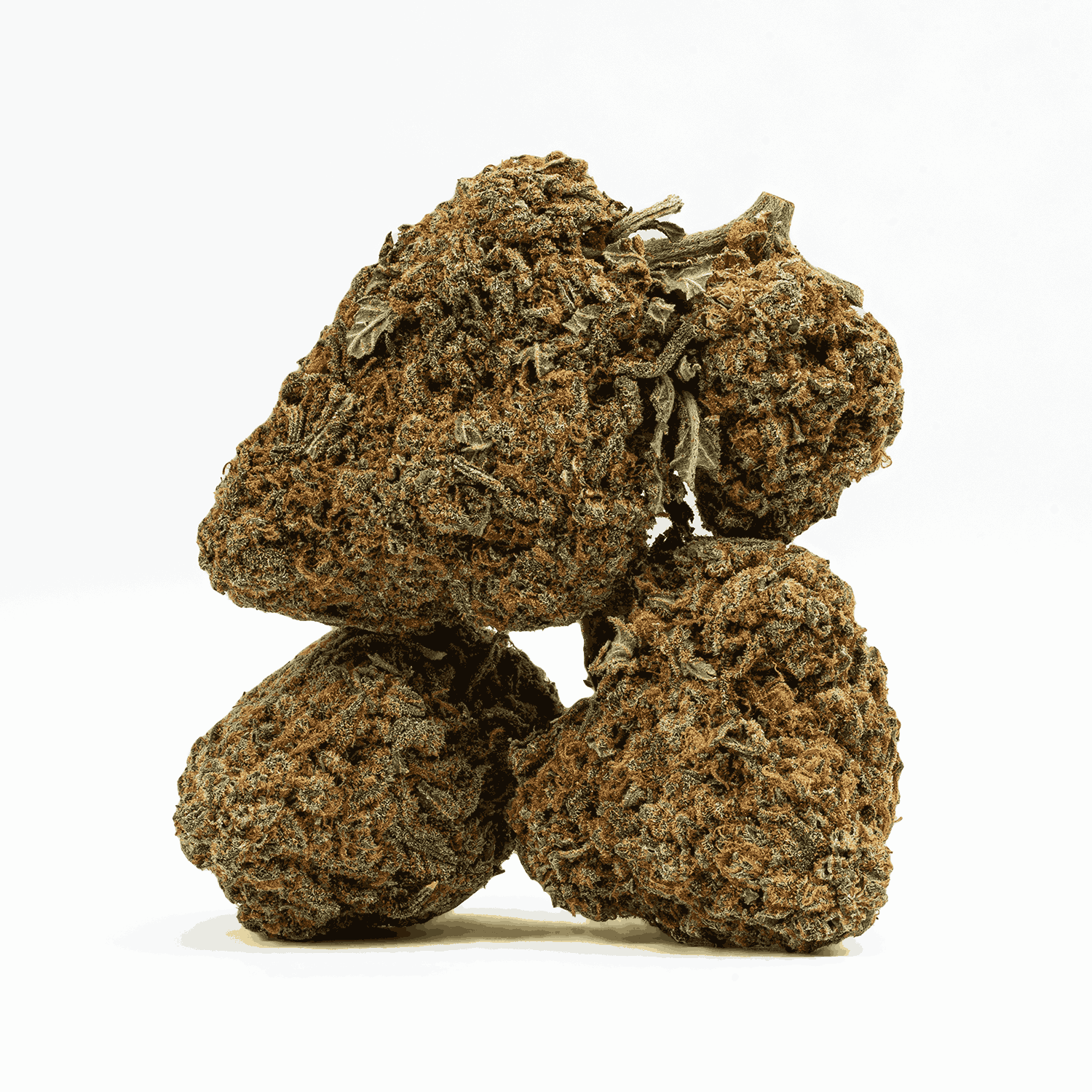 Guava Bomba (AA) - Image 2
