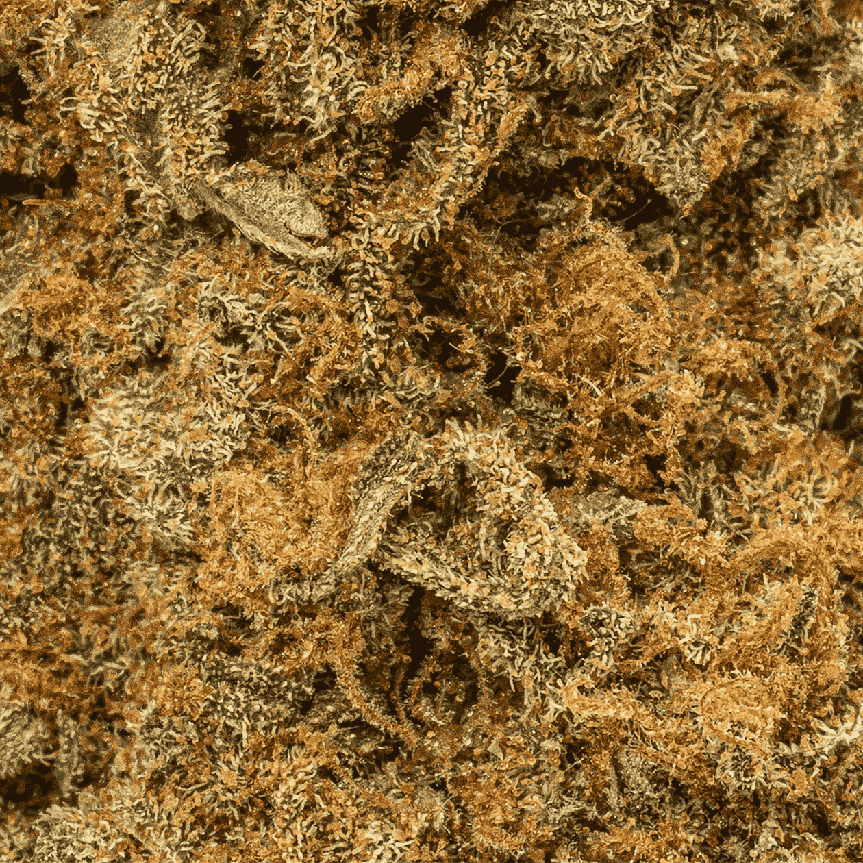Guava Bomba (AA) - Image 5