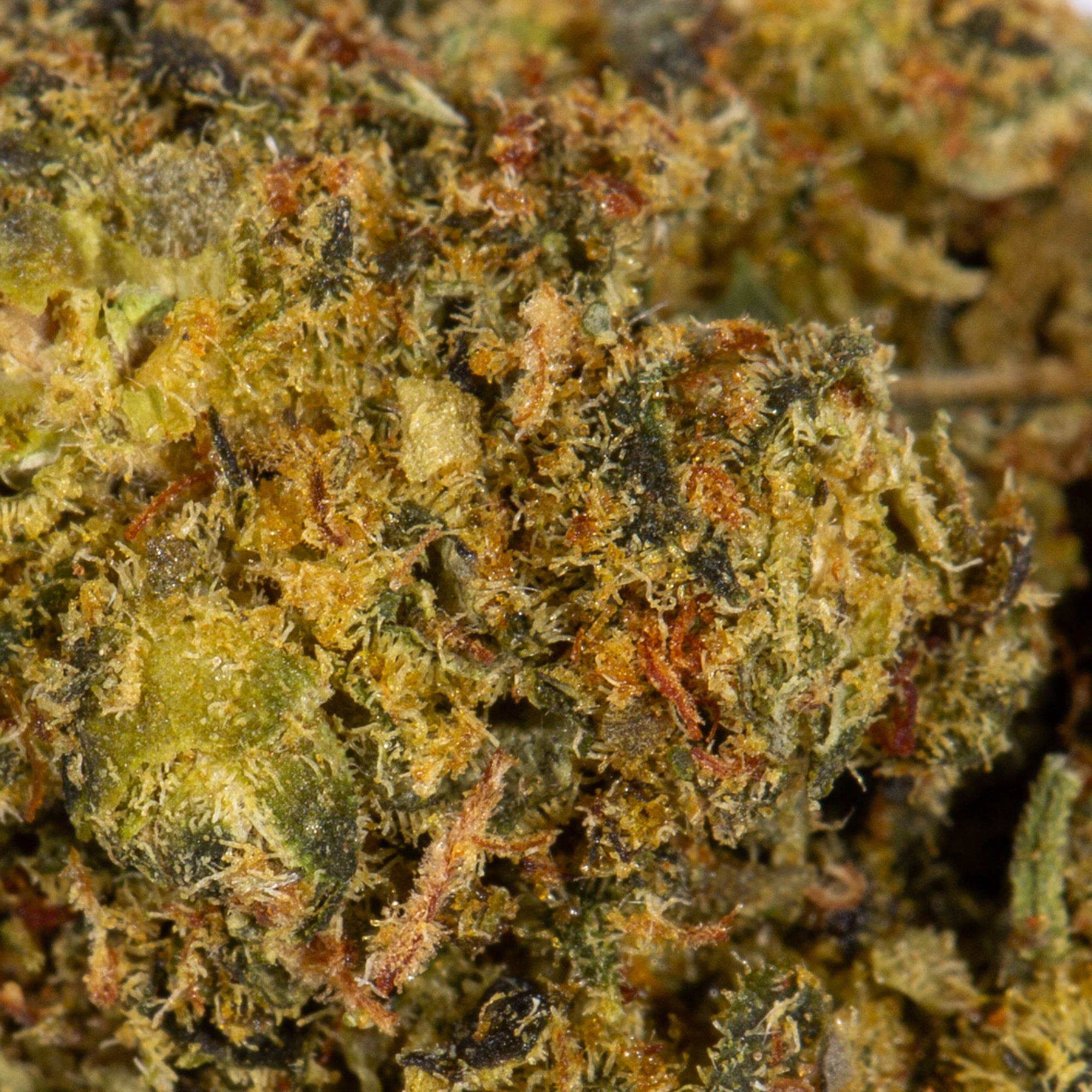 Zkittlez Smalls (AA) - Image 4