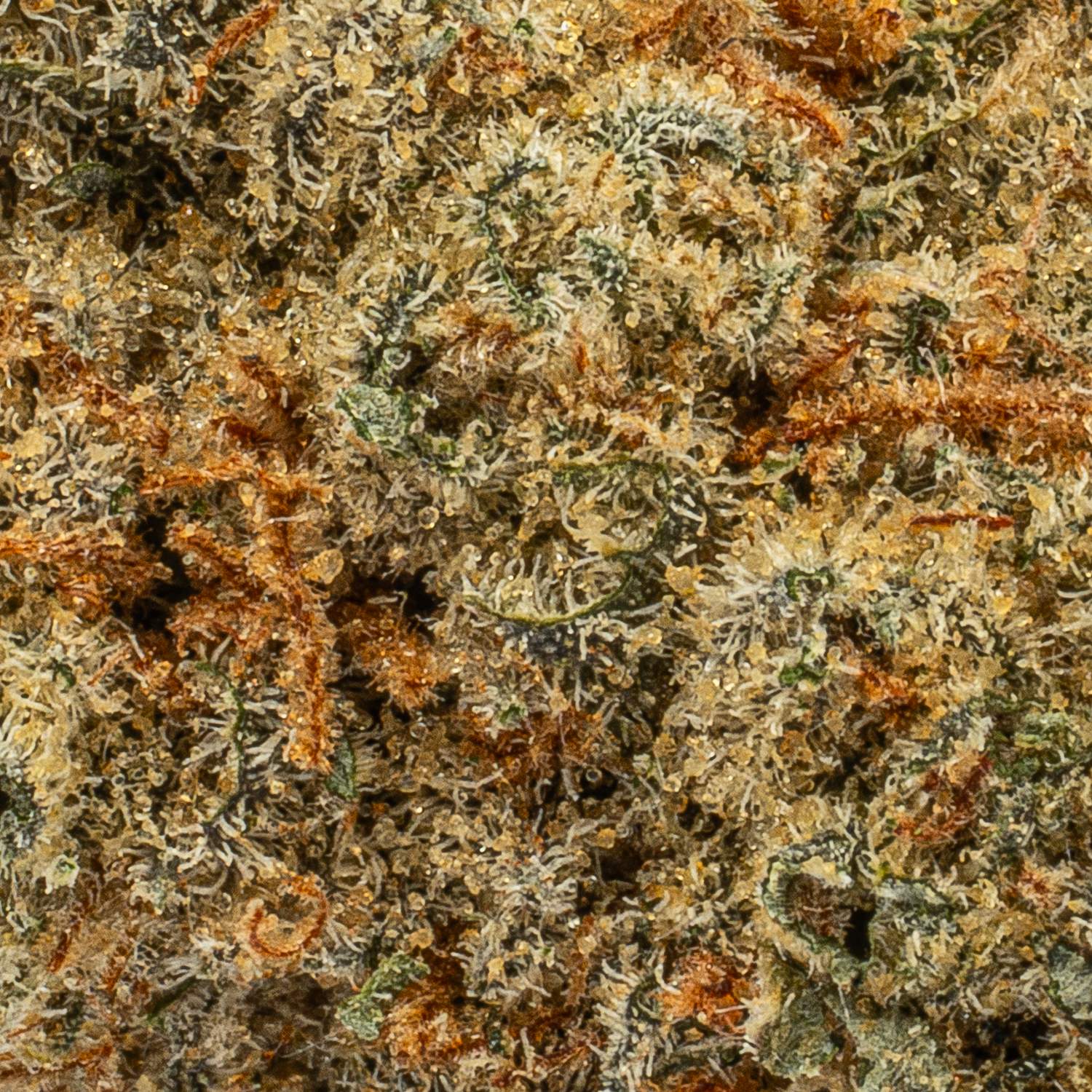 Ghost Train Haze (AAAA) - Image 4