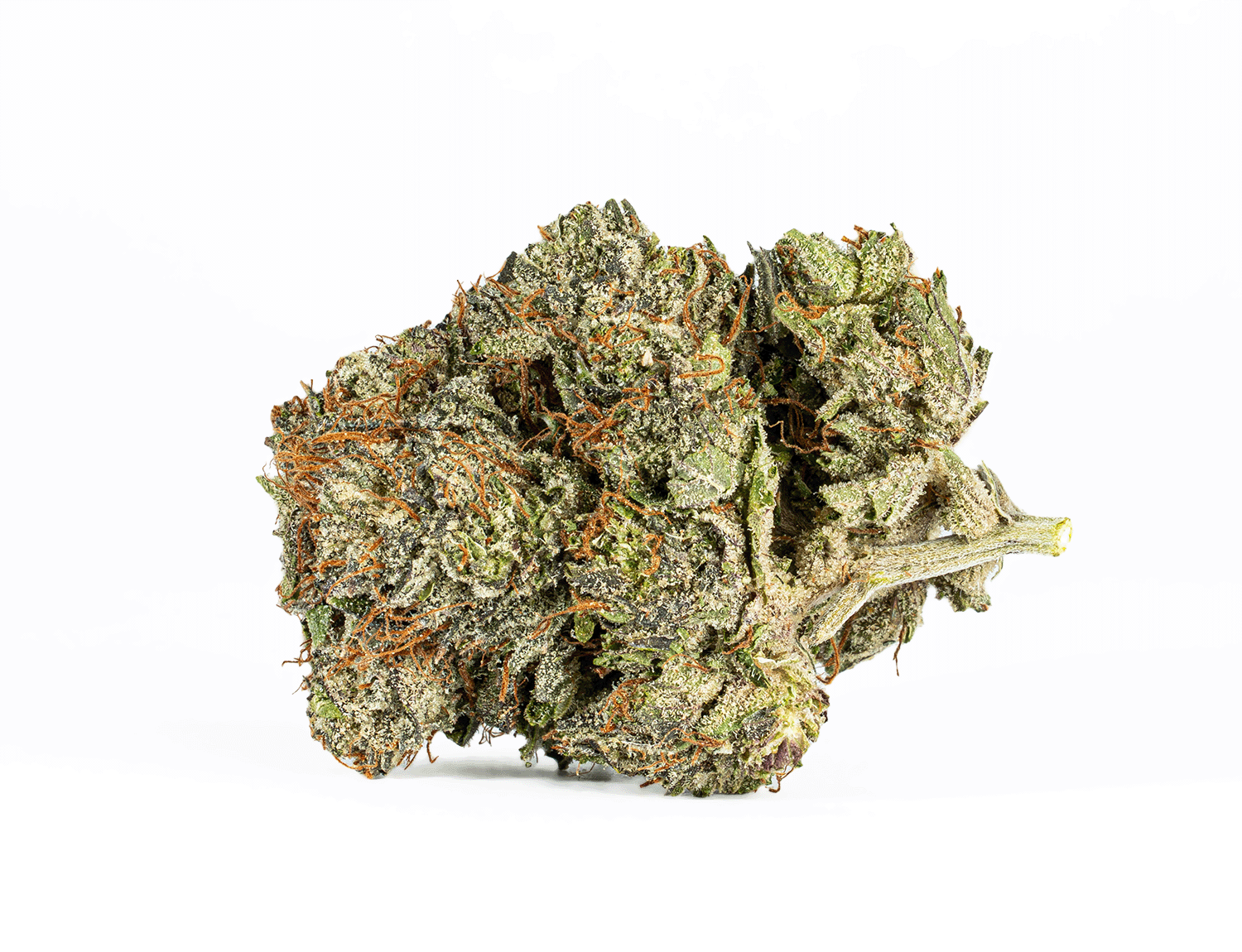 Double Purple Afgooey (AAA+) - Image 3