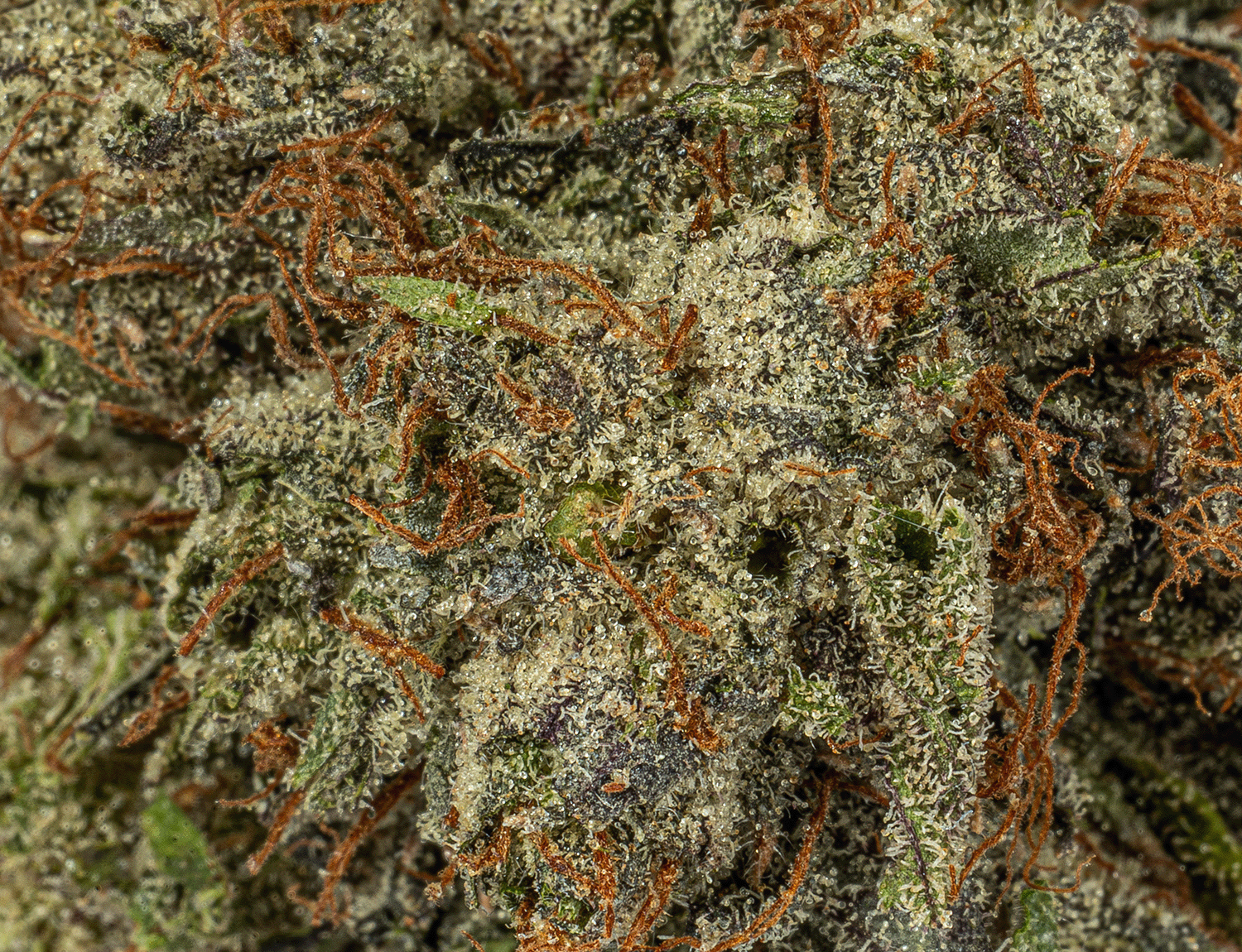 Double Purple Afgooey (AAA+) - Image 5