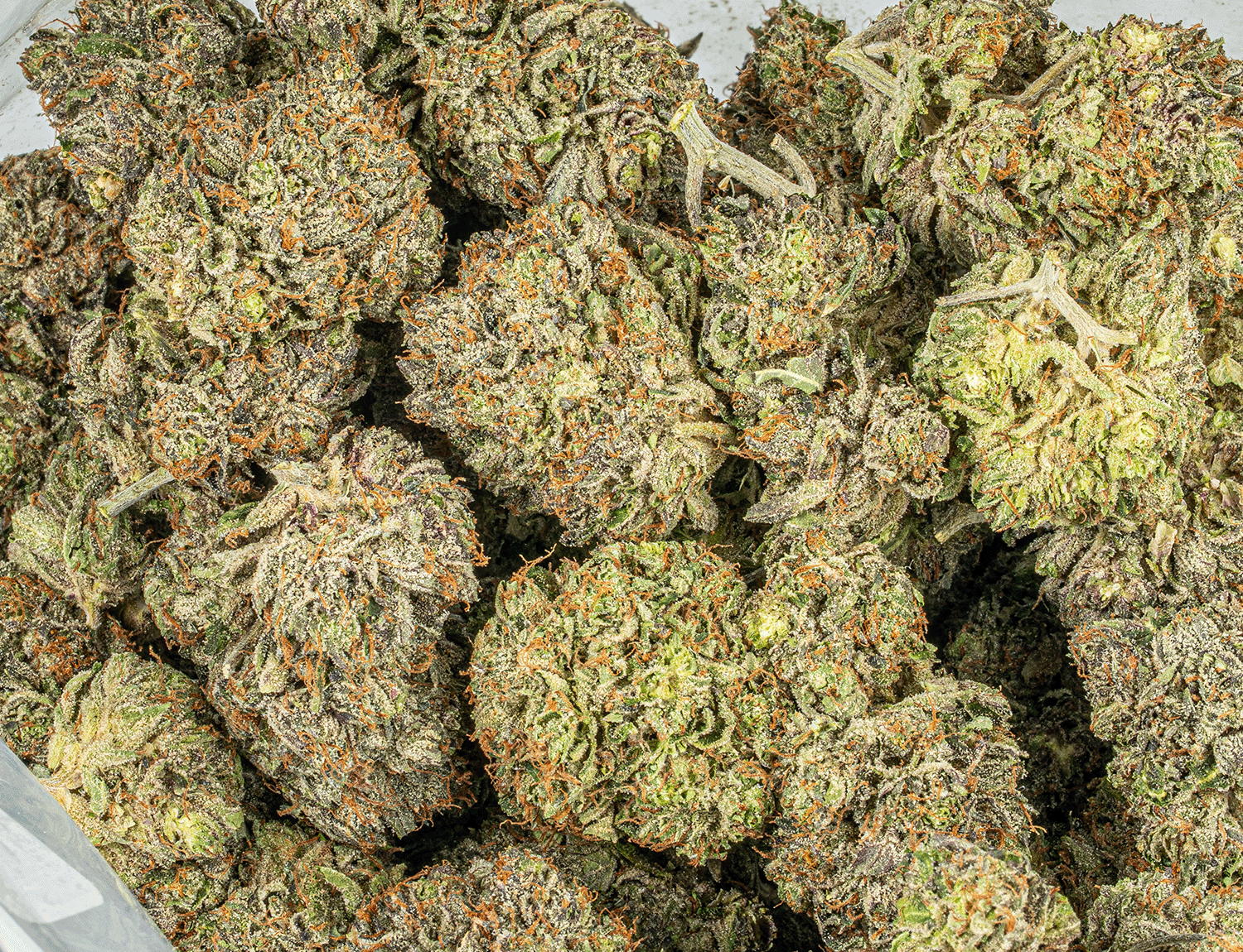 Double Purple Afgooey (AAA+) - Image 4