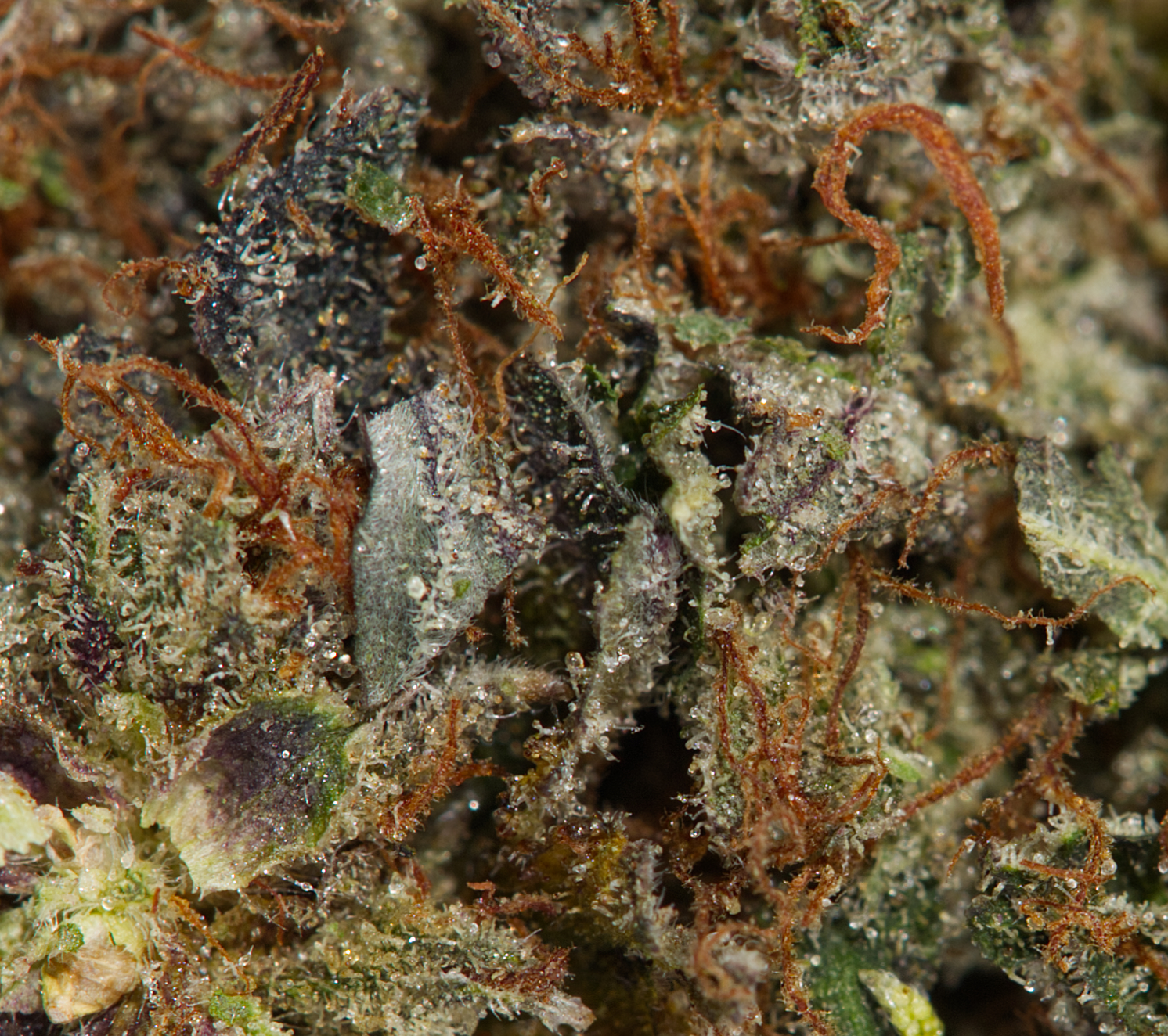Ace Killer Og (AA) - Image 4