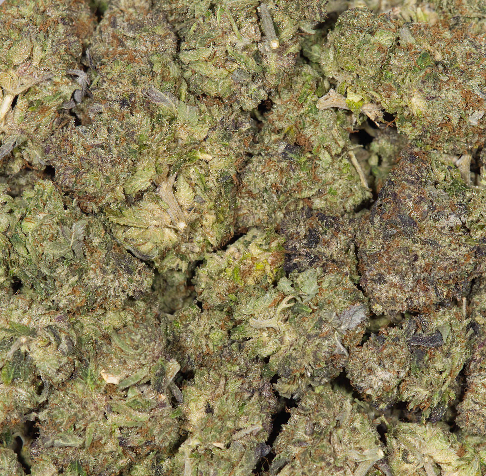 Ace Killer Og (AA) - Image 5