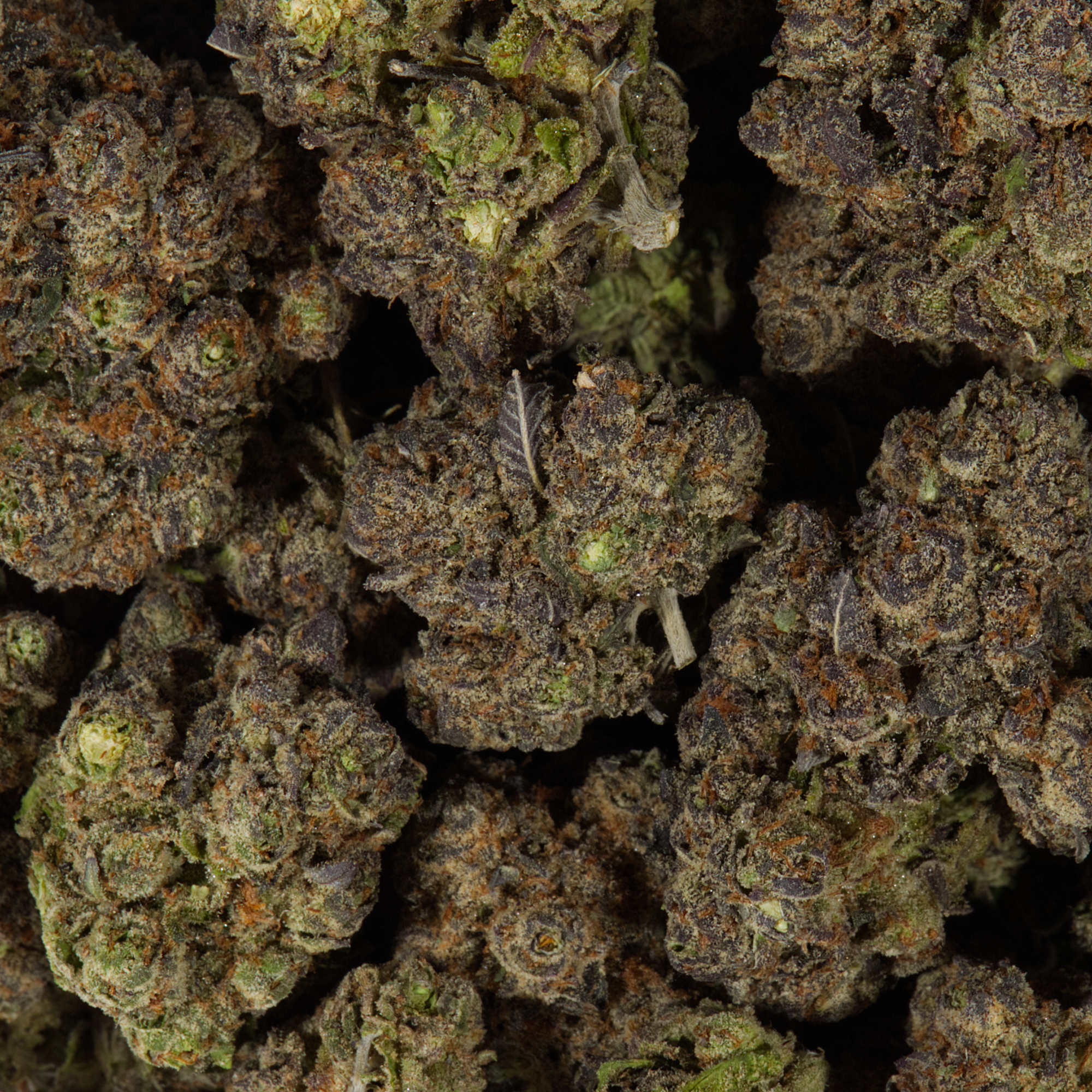 Gelato Cake (AAA) - Image 5