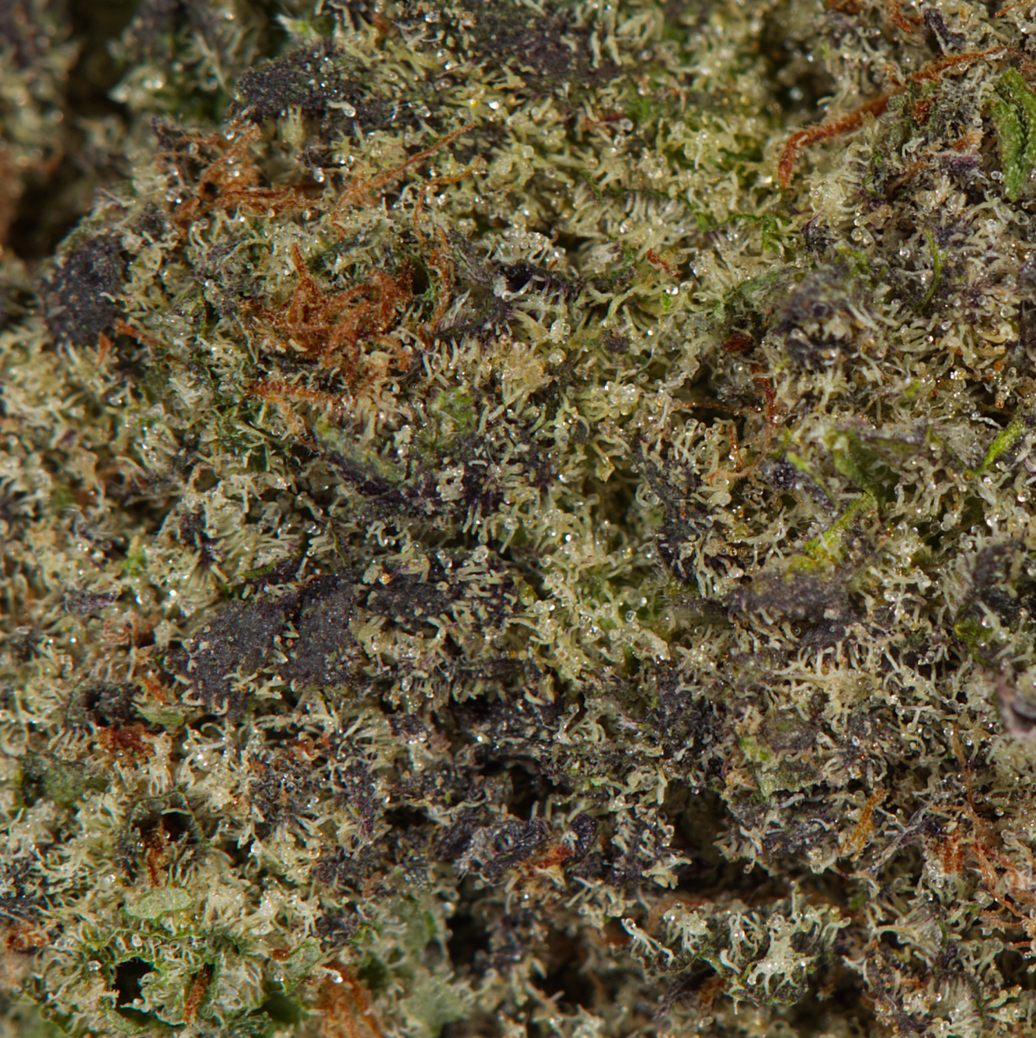 Ghost Dawg (AAA) - Image 4
