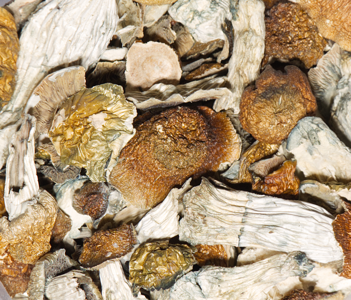 Golden Teacher Mushrooms