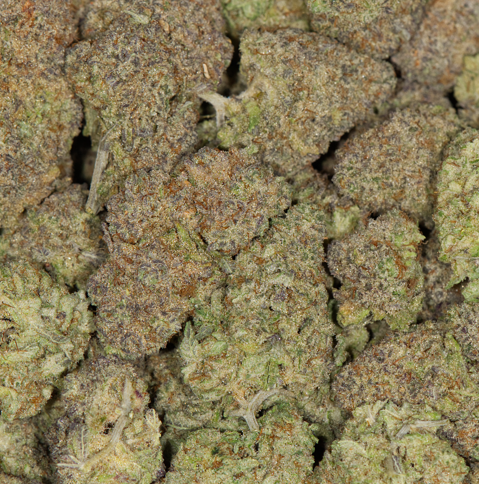 Tahiti Lime (AAAA) - Image 5